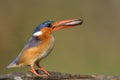 Malachite Kingfisher sitting on a perch with a fish Royalty Free Stock Photo
