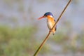 Malachite kingfisher sitting on reed and look at fish in the water Royalty Free Stock Photo