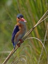 Malachite Kingfisher with small fish prey Royalty Free Stock Photo