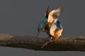 Malachite Kingfishers Royalty Free Stock Photo