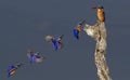 Malachite Kingsfishers in flight