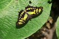 The Malachite Siproeta stelenes green & black butterfly sitting on a large green leaf, Roatan, Honduras, Central America Royalty Free Stock Photo