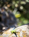 Malachite Spiny Lizard Royalty Free Stock Photo