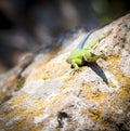 Malachite Spiny Lizard Royalty Free Stock Photo