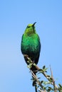 Malachite Sunbird