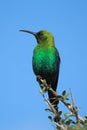 Malachite Sunbird Royalty Free Stock Photo