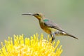 malachite sunbird Royalty Free Stock Photo