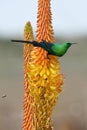 Malachite Sunbird and Bees