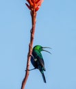 Malachite Sunbird