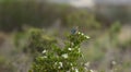 Malachite Sunbird Nectarinia famosa