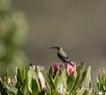 Malachite sunbird or Nectarinia famosa