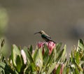 Malachite sunbird or Nectarinia famosa