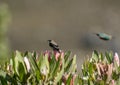 Malachite sunbird or Nectarinia famosa