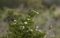 Malachite Sunbird Nectarinia famosa on plant with white flowers