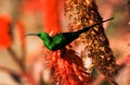 colourful sunbird