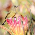 Malachite Sunbird on Protea Royalty Free Stock Photo