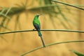 Malachite sunbird