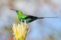 Malachite Sunbird sitting on a Yellow Protea