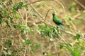 Malachite sunbird