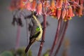 Malachite Sunbird (Nectarinia famosa)