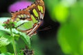 Malachite (underside) butterfly