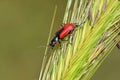 Malachius aeneus, the scarlet malachite beetle Royalty Free Stock Photo