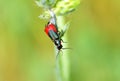 Malachius aeneus, the scarlet malachite beetle Royalty Free Stock Photo