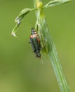 Malachius bipustulatus, malachite beetle. Royalty Free Stock Photo