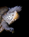 Malaclemys terrapin Royalty Free Stock Photo
