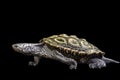 Malaclemys terrapin Royalty Free Stock Photo