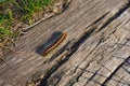 Malacosoma Americanum Eastern tent caterpillar Royalty Free Stock Photo