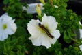 Malacosoma Americanum Eastern tent caterpillar Royalty Free Stock Photo