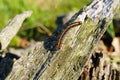 Malacosoma Americanum Eastern tent caterpillar Royalty Free Stock Photo