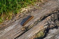 Malacosoma Americanum Eastern tent caterpillar Royalty Free Stock Photo