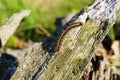 Malacosoma Americanum Eastern tent caterpillar Royalty Free Stock Photo