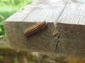 Malacosoma neustria] Blue butterfly caterpillar lackey Royalty Free Stock Photo