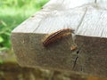 Malacosoma neustria] Blue butterfly caterpillar lackey