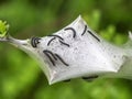 Malacosoma neustria. Tent caterpillar nest detail, aka Lackey moth young. On Prunus spinosa bush, sloe. Royalty Free Stock Photo
