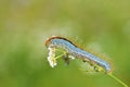 Malacosoma sp. larva , Lasiocampidae moth caterpillar crawling on flower Royalty Free Stock Photo