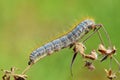 Malacosoma sp. , Lasiocampidae moth caterpillar crawling on plant Royalty Free Stock Photo