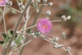 Malacothamnus Fasciculatus Bloom - Coachella Valley Desert - 032222 Royalty Free Stock Photo