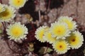 Malacothrix Glabrata Bloom - Cottonwood Mtns - 042523