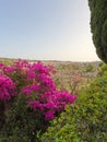 Conception garden, Jardin la concepcion in Malaga with tropical and subtropical blooming pink flowers and trees, Spain, Europe