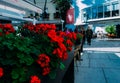 Restaurant terrace with roses in Malaga, Spain