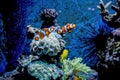 Malaga, Spain: Underwater ocean life with colorful fish in andalusia