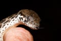 Malagasy Cat-eyed Snake, madagascar wildlife