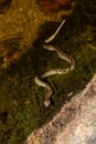 Malagasy Cat-eyed Snake, Madagascarophis colubrinus, Andringitra National Park, Madagascar