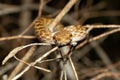 Malagasy Cat-eyed Snake, Madagascarophis colubrinus, Kirindy Forest, Madagascar