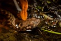 Malagasy Cat-eyed Snake, Madagascarophis colubrinus, Andringitra National Park, Madagascar