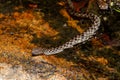 Malagasy Cat-eyed Snake, Madagascarophis colubrinus, Andringitra National Park, Madagascar